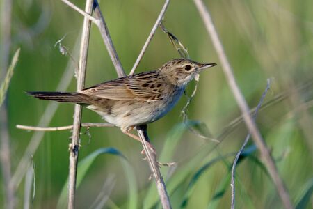 Grasshopper Warbler (Locustella naevia). Russia, the Ryazan region (Ryazanskaya oblast), the Pronsky District, Denisovo.の写真素材