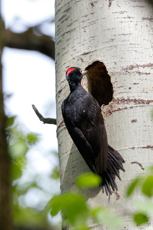 Dryocopus martius. The nest (hole) of the Black Woodpecker in nature. ??????. Russia,  Moscow.の写真素材