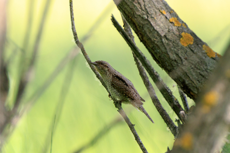 Eurasian Wryneck (Jynx torquilla) in the Nature.