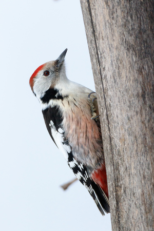 Middle Spotted Woodpecker (Dendrocopos medius). Russia, the Ryazan region (Ryazanskaya oblast), the Pronsky District, Denisovo.の写真素材