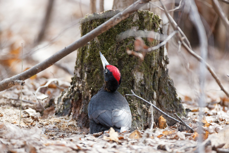 Black Woodpecker (Dryocopus martius). Russia, Moscow, Timirjazevsky park.の写真素材