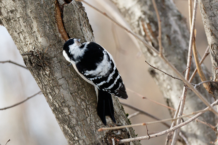 Lesser Spotted Woodpecker (Dendrocopos minor), female.の写真素材