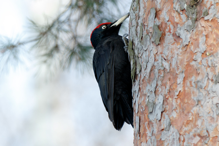 Black Woodpecker (Dryocopus martius). ??????. Russia,  Moscow.の写真素材