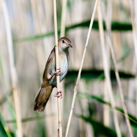 Savi's Warbler (Locustella luscinioides). Russia, the Ryazan region (Ryazanskaya oblast), the Pronsky District.の写真素材