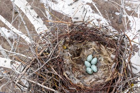 Corvus corax. The nest of the Common Raven in nature.