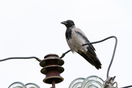 Hooded Crow (Corvus cornix) in nature.