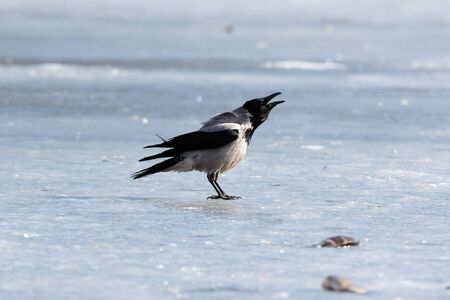 Hooded Crow (Corvus cornix) in nature.の写真素材