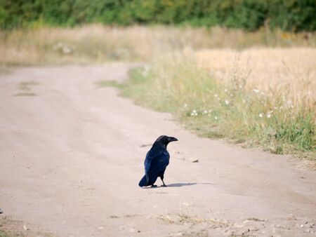 Common Raven (Corvus corax). Natureの写真素材