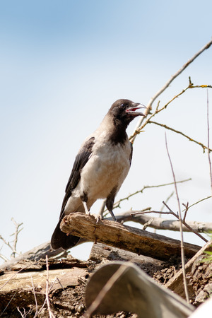 Hooded Crow (Corvus cornix) in nature.の写真素材