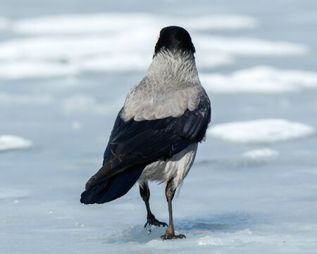 Hooded Crow (Corvus cornix) in nature.の写真素材