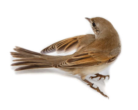Whitethroat (Sylvia communis)  in front of white background, isolated. Russia, the Ryazan region (Ryazanskaya oblast), the Pronsky District, Denisovo.の写真素材