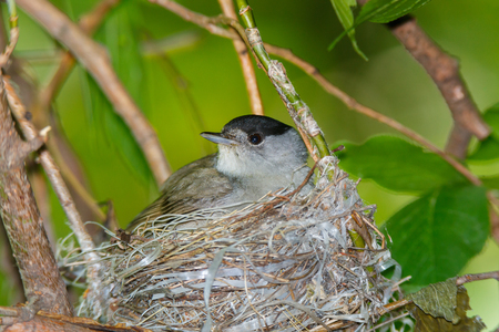 Sylvia atricapilla. The nest of the Blackcap in nature. Russia, the Ryazan region (Ryazanskaya oblast), the Pronsky District.の写真素材