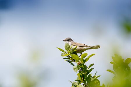 Whitethroat (Sylvia communis). Russia, the Ryazan region (Ryazanskaya oblast), the Pronsky District,...