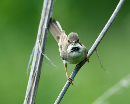 Denisovo. Ryazan region, Pronsky area. Russia. Sylvia communis (Whitethroat) in nature.の写真素材