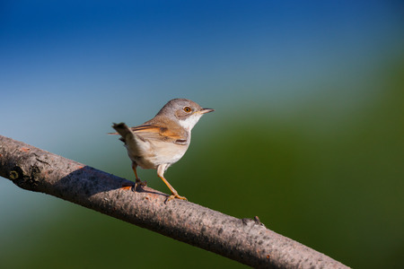 Whitethroat (Sylvia communis). Russia, the Ryazan region (Ryazanskaya oblast), the Pronsky District, Denisovo.の写真素材