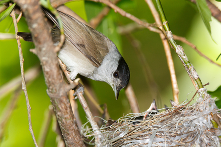 Sylvia atricapilla. The nest of the Blackcap in nature. Russia, the Ryazan region (Ryazanskaya oblast), the Pronsky District.の写真素材
