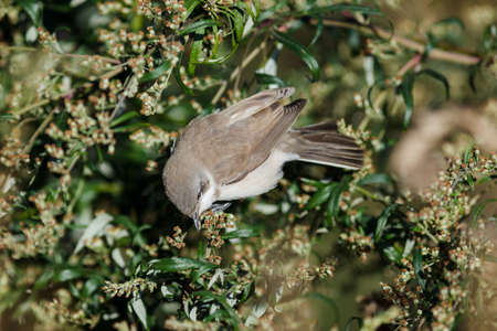 Timirjazevsky park, Moscow. Russia. Lesser Whitethroat, Sylvia curruca