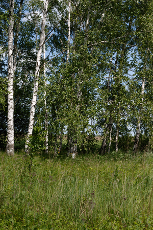 Denisovo. Ryazan region, Pronsky area. Russia. Sylvia communis. The nest of the Whitethroat in nature.の写真素材