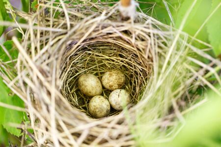 Sylvia borin. The nest of the Garden Warbler in nature. Russia. Russia, the Ryazan region (Ryazanskaya oblast), the Pronsky District.の写真素材