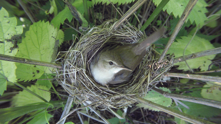Acrocephalus dumetorum. The nest of the Blyth's Reed Warbler in nature. Russia, the Ryazan region (Ryazanskaya oblast), the Pronsky District, Denisovo.の写真素材