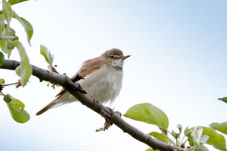 Blyth's Reed Warbler (Acrocephalus dumetorum). maleの写真素材