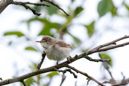 Blyth's Reed Warbler (Acrocephalus dumetorum). maleの写真素材