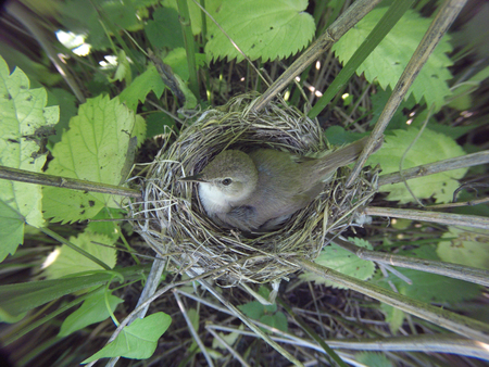 Acrocephalus dumetorum. The nest of the Blyth's Reed Warbler in nature. Russia, the Ryazan region (Ryazanskaya oblast), the Pronsky District, Denisovo.の写真素材