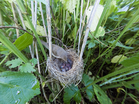 Acrocephalus dumetorum. The nest of the Blyth's Reed Warbler in nature. Russia, the Ryazan region (Ryazanskaya oblast), the Pronsky District, Denisovo.の写真素材