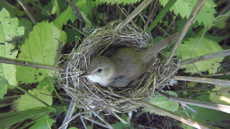 Acrocephalus dumetorum. The nest of the Blyth's Reed Warbler in nature. Russia, the Ryazan region (Ryazanskaya oblast), the Pronsky District, Denisovo.の写真素材