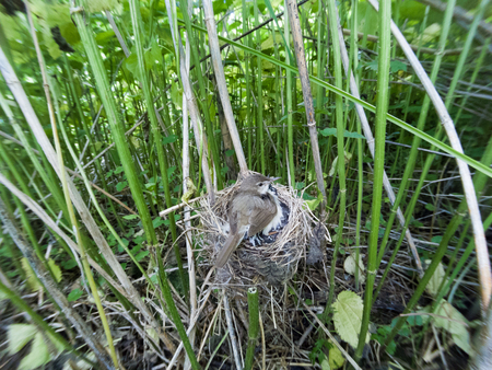 Acrocephalus palustris. The nest of the Marsh Warbler in nature. Common Cuckoo (Cuculus canorus). Russia, the Ryazan region (Ryazanskaya oblast), the Pronsky District, Denisovo.の写真素材