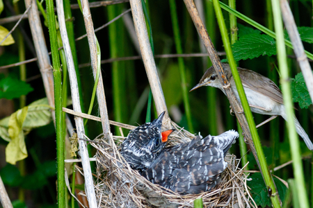 Acrocephalus palustris. The nest of the Marsh Warbler in nature. Common Cuckoo (Cuculus canorus). Russia, the Ryazan region (Ryazanskaya oblast), the Pronsky District, Denisovo.の写真素材