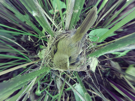 The nest of the Marsh Warbler in natureの写真素材
