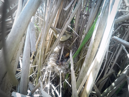 Acrocephalus schoenobaenus. The nest of the Sedge Warbler in nature. Russia. Russia, the Ryazan region (Ryazanskaya oblast), the Pronsky District.の写真素材