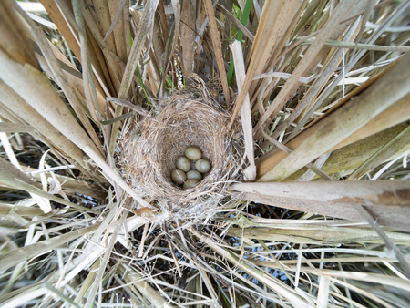Acrocephalus schoenobaenus. The nest of the Sedge Warbler in nature. Russia. Russia, the Ryazan region (Ryazanskaya oblast), the Pronsky District.の写真素材