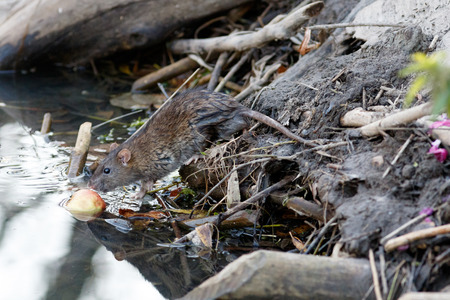 Rattus norvegicus, Brown Rat. Russia, Moscow