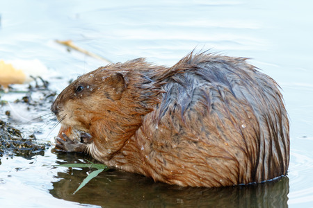 Ondatra zibethicus, Muskrat.  Russia, Moscowの写真素材