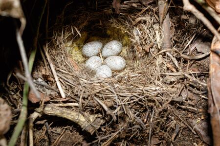 Motacilla alba. The nest of the White Wagtail in nature.  Moscow, Russia.の写真素材