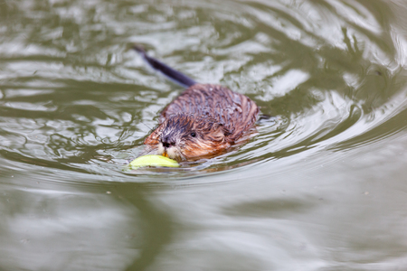 Ondatra zibethicus, Muskrat.  Russia, Moscowの写真素材