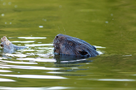 Castor fiber, Eurasian beaver. Russia, Moscow