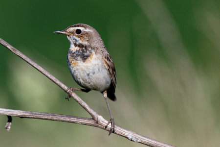 Bluethroat (Luscinia svecica). Wild bird in a natural habitat. Wildlife Photography. Russia. Russia, the Ryazan region (Ryazanskaya oblast), the Pronsky District.の写真素材