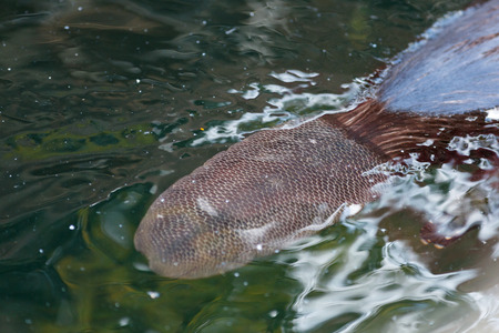 Russia, The Moscow Zoo. Castor fiber, Eurasian beaver.の写真素材