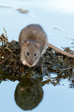 Rattus norvegicus, Brown Rat. Russia, Moscowの写真素材