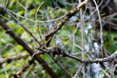 Spotted Flycatcher (Muscicapa striata). Typical habitat of birds.