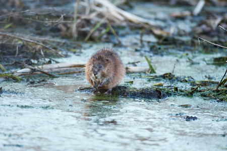 ÐÐ½Ð´Ð°ÑÑÐ°, Ondatra zibethicus, Muskrat. Moscow region, Russiaの写真素材
