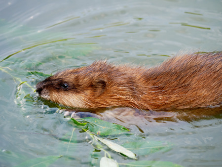 Ondatra zibethicus, Muskrat.  Russia, Moscow