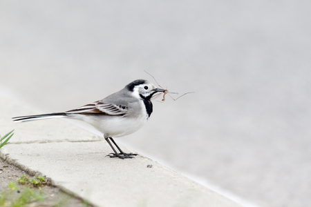 White Wagtail (Motacilla alba). Russia, Sochi (Adler).の写真素材