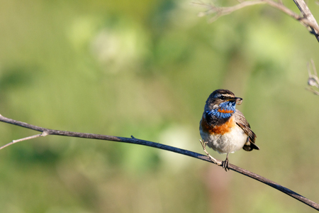 Bluethroat (Luscinia svecica). Wild bird in a natural habitat. Wildlife Photography. Russia. Russia, the Ryazan region (Ryazanskaya oblast), the Pronsky District.の写真素材