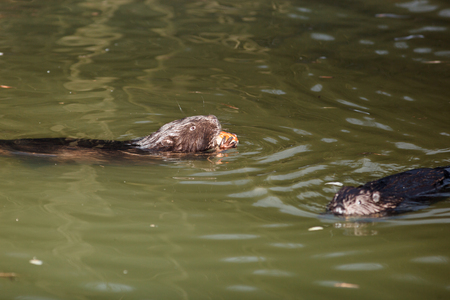 Castor fiber, Eurasian beaver. Russia, Moscowの写真素材