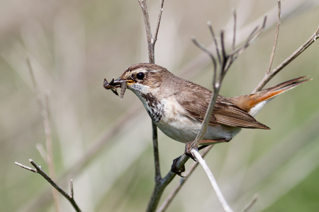 Bluethroat (Luscinia svecica). Wild bird in a natural habitat. Wildlife Photography. Russia. Russia, the Ryazan region (Ryazanskaya oblast), the Pronsky District.の写真素材