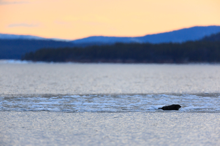 Phoca hispida, Ringed seal. The photo was taken in the Kandalaksha Gulf of the White Sea. Russia, Murmansk region. Island Lodeinoe.の写真素材